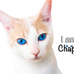 Chapy Cat