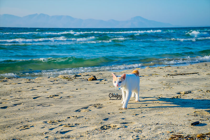 Alone at the Beach