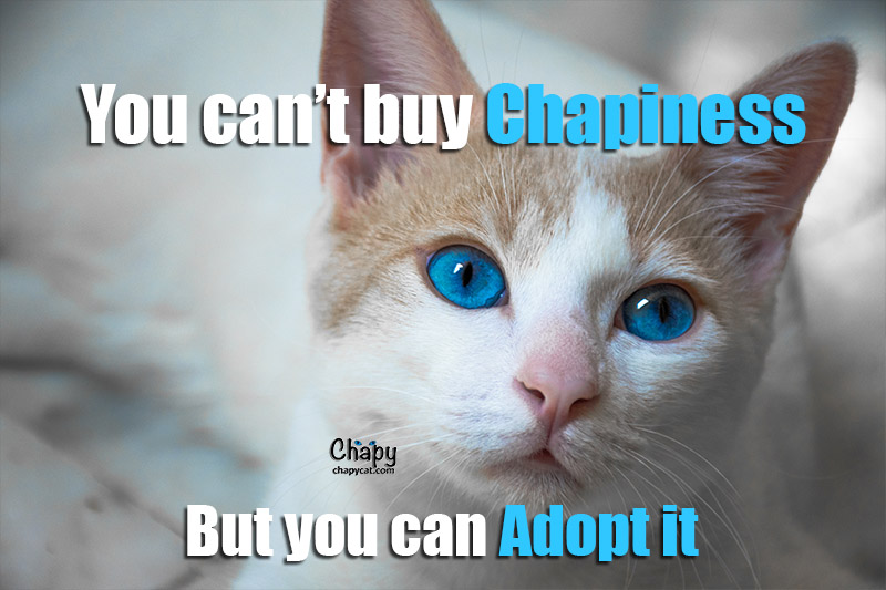 You Can’t Buy Chapiness