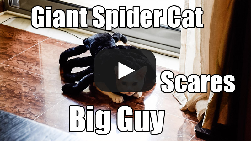 Giant Spider Cat Scares Big Guy