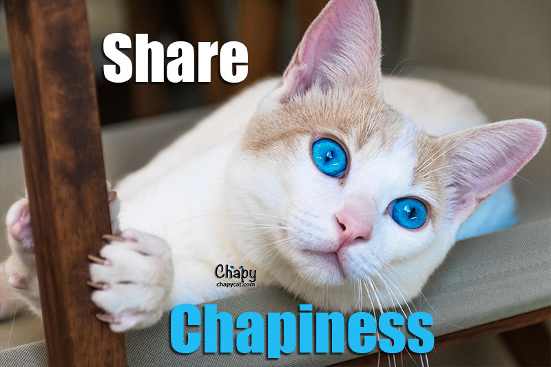 Share Chapiness