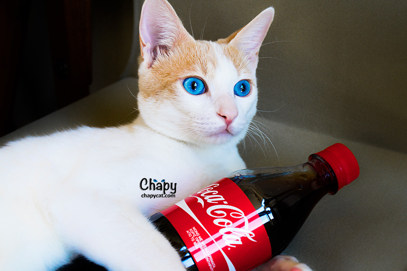 chapy coca cola small