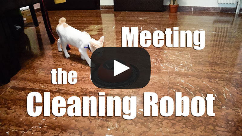 Meeting the Cleaning Robot