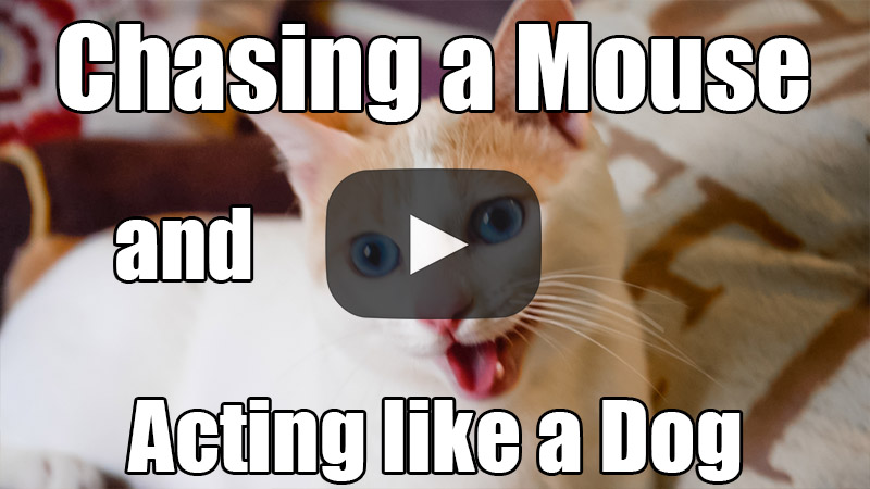 Chasing a Mouse and Acting like a Dog