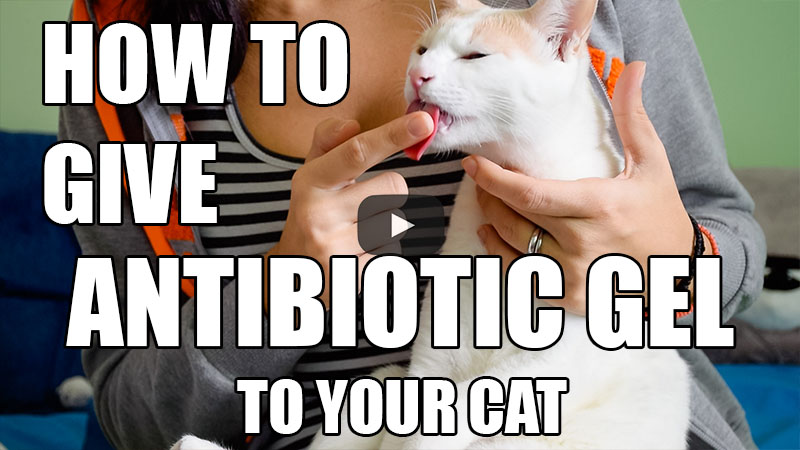 How to Give Antibiotic Gel to Your Cat