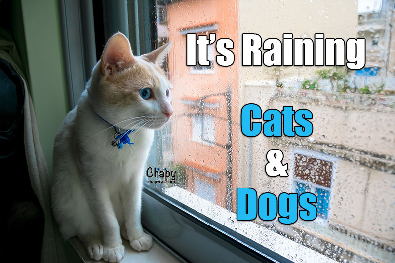 It’s Raining Cats and Dogs