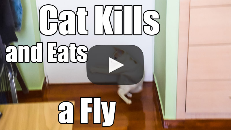 Killing and Eating a Fly after a Hard Fight