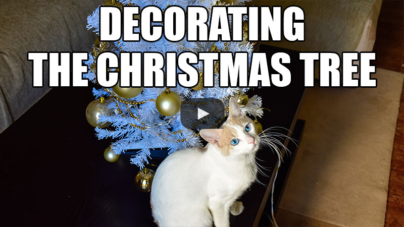 Decorating the Christmas Tree
