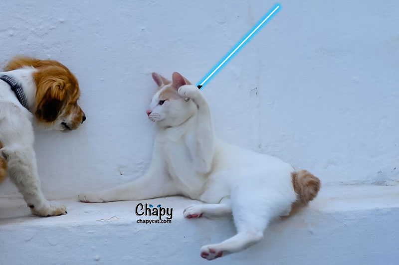 Jedi-Chapy-against-dog