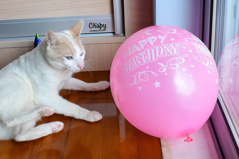 Playing with my happy birthday pink balloon