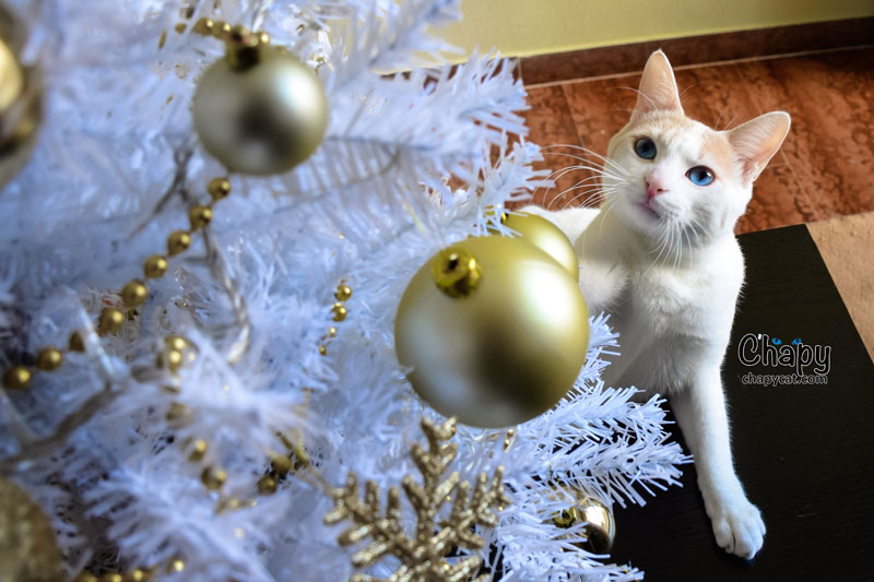 Under-the-christmas-tree