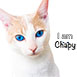 Chapy Cat