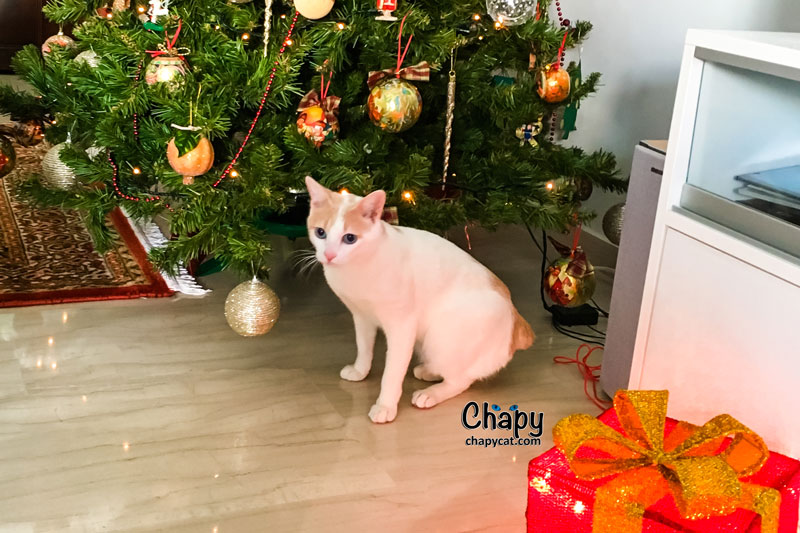 cat-gift-under-christmas-tree