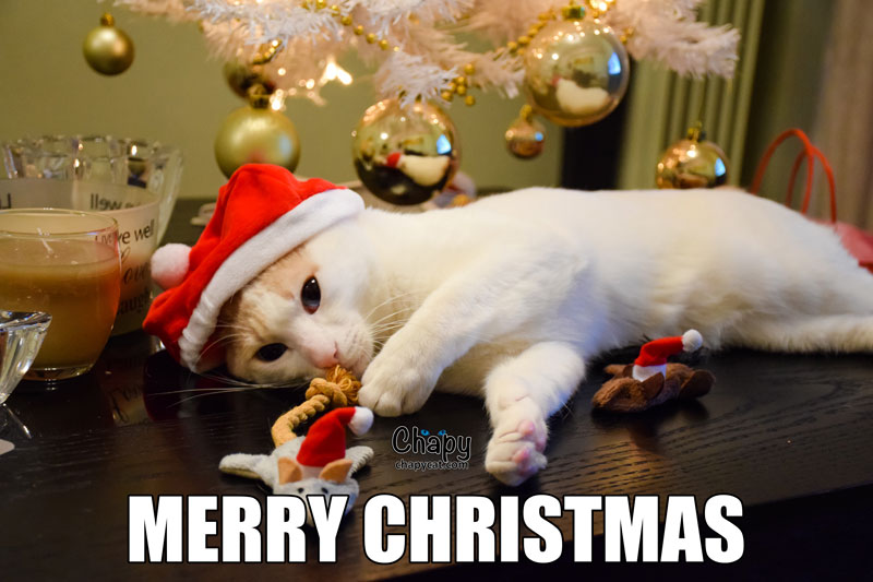 Cat Merry Christmas Meme - Captions Profile