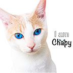 Chapy Cat