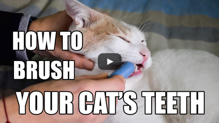 How To Brush Your Cat’s Teeth