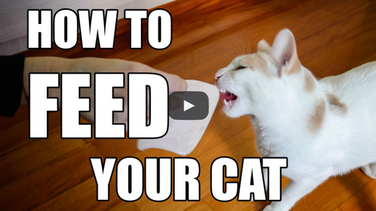 How To Feed Your Cat