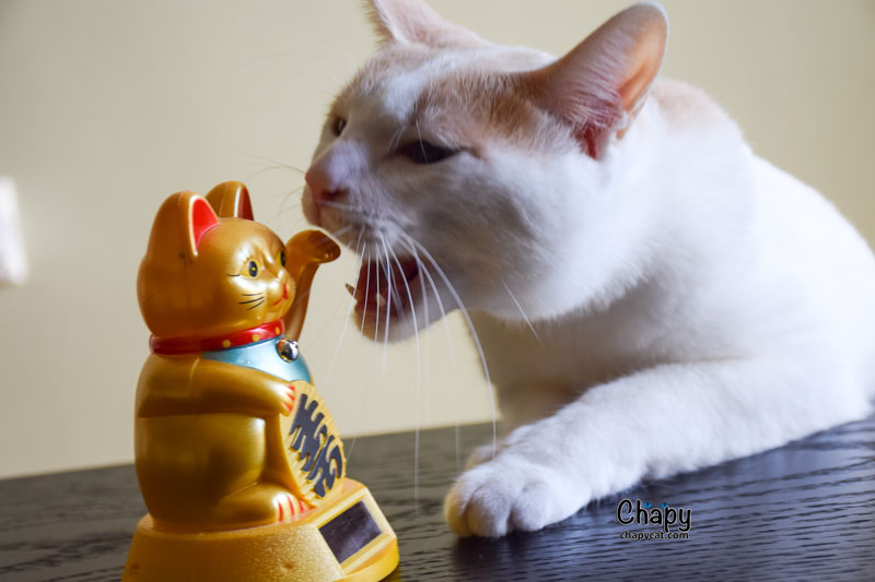 I-am-maneki-neko6