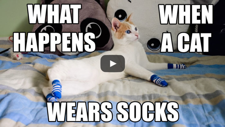 What Happens When A Cat Wears Socks