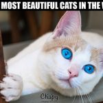 beautiful-cats