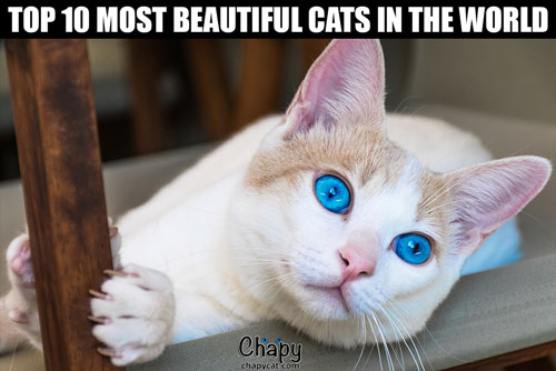 top-ten-most-beautiful-cats-in-the-world
