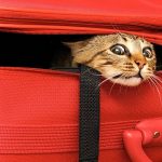 traveling with your cat a