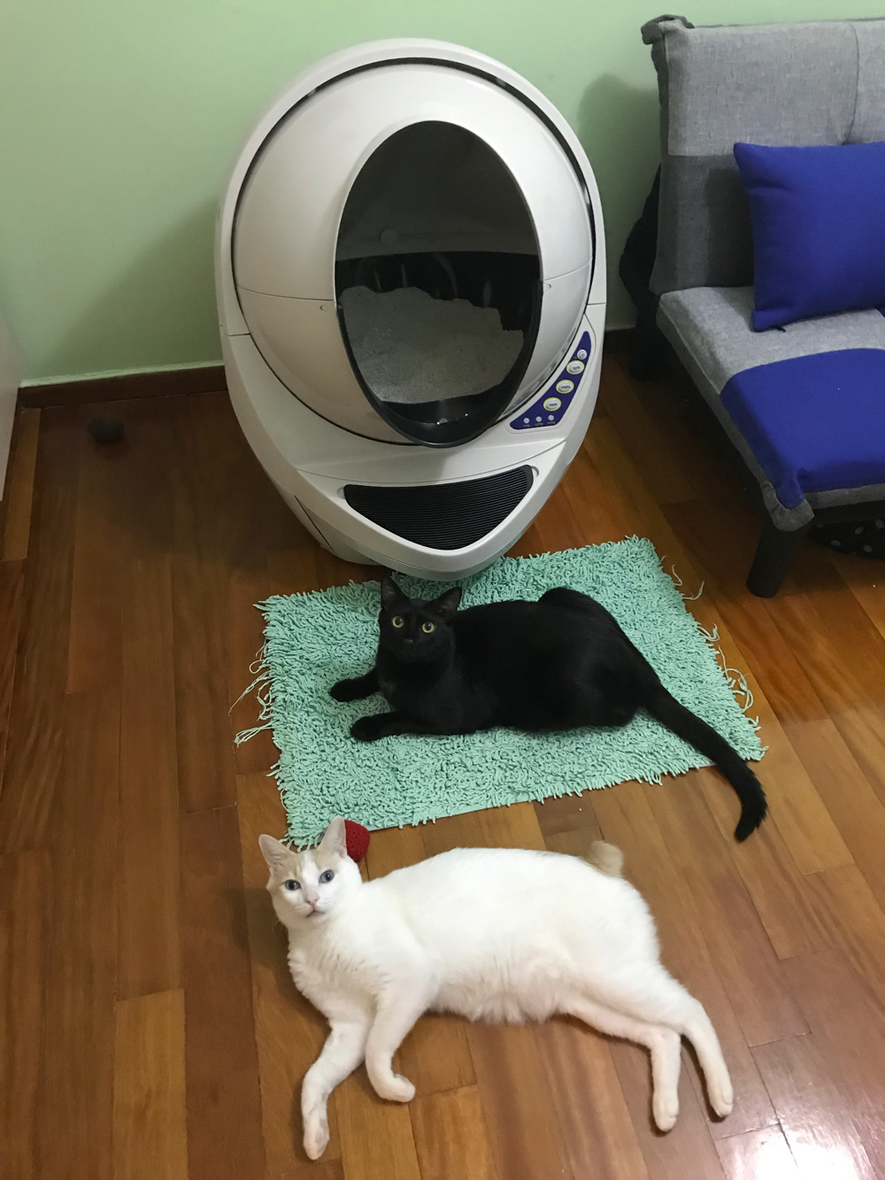 relaxing by the litter robot