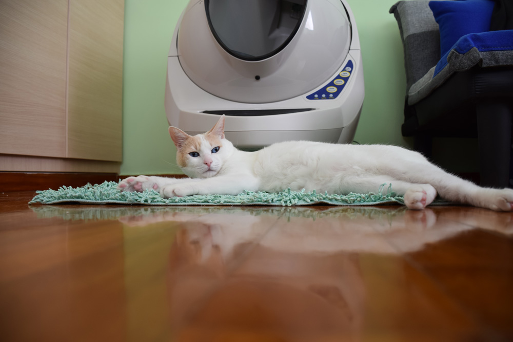 clean litter robot